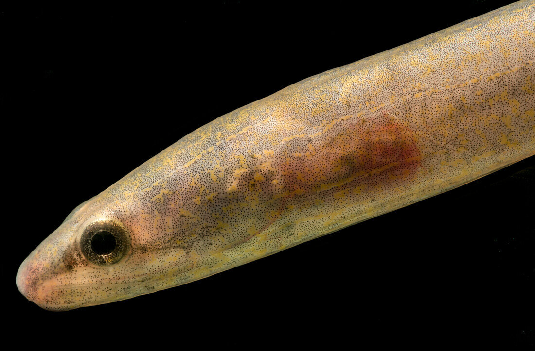 Juvenile Marbled Swamp Eel (Synbranchus marmoratus)
