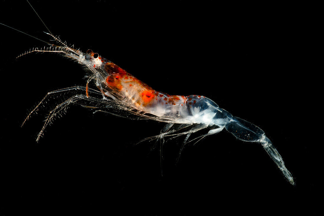 Larval Shrimp (Sergestes sp.)