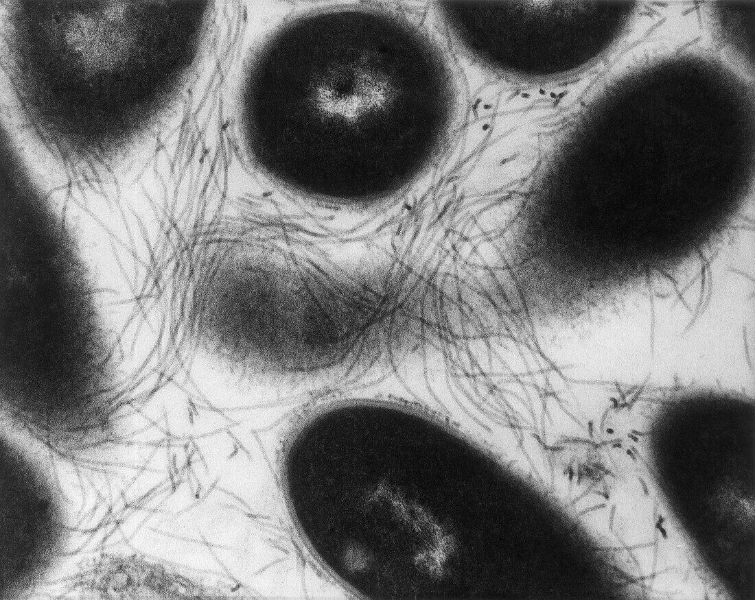 Bacterial Pili, Haemophilus ducreyi