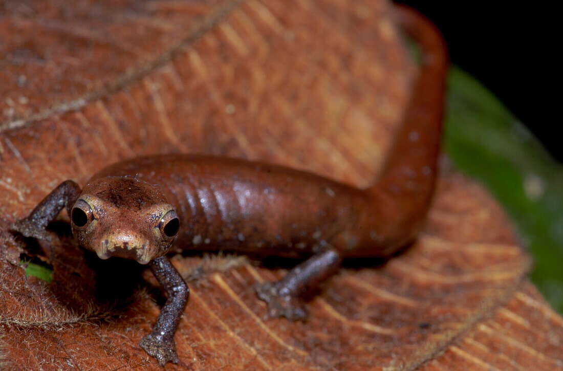 Nauta Mushroom Tongue Salamander (Bolitoglossa altamazonica)