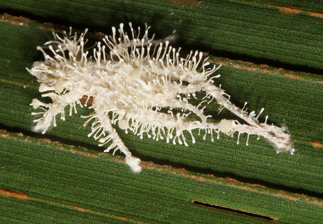 Ant infected by an Entomopathogenic Fungus