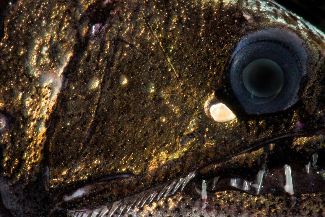 Dragonfish (Astronesthes richardsoni)