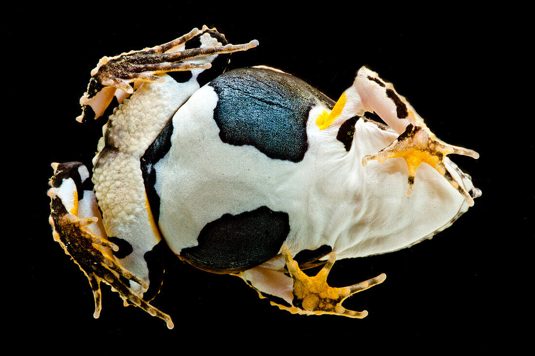 Eyebrow Frog (Edalorhina perezi)