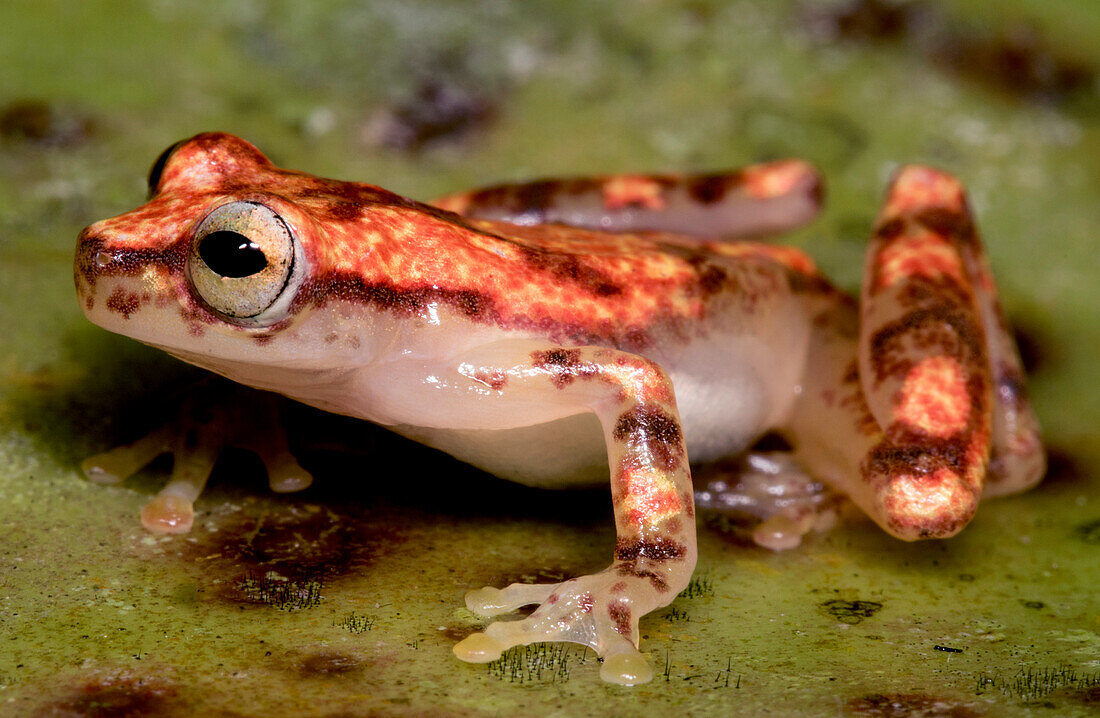 Miyata's Treefrog (Dendropsophus miyatai)