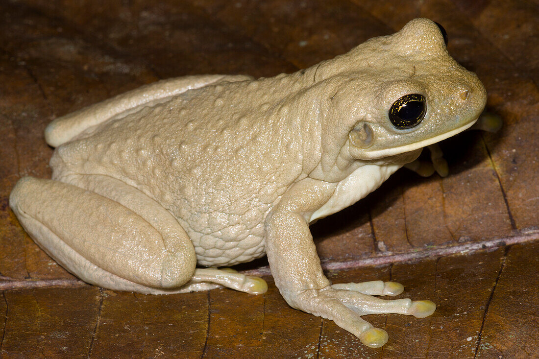 Pepper Treefrog (Trachycephalus typhonius)