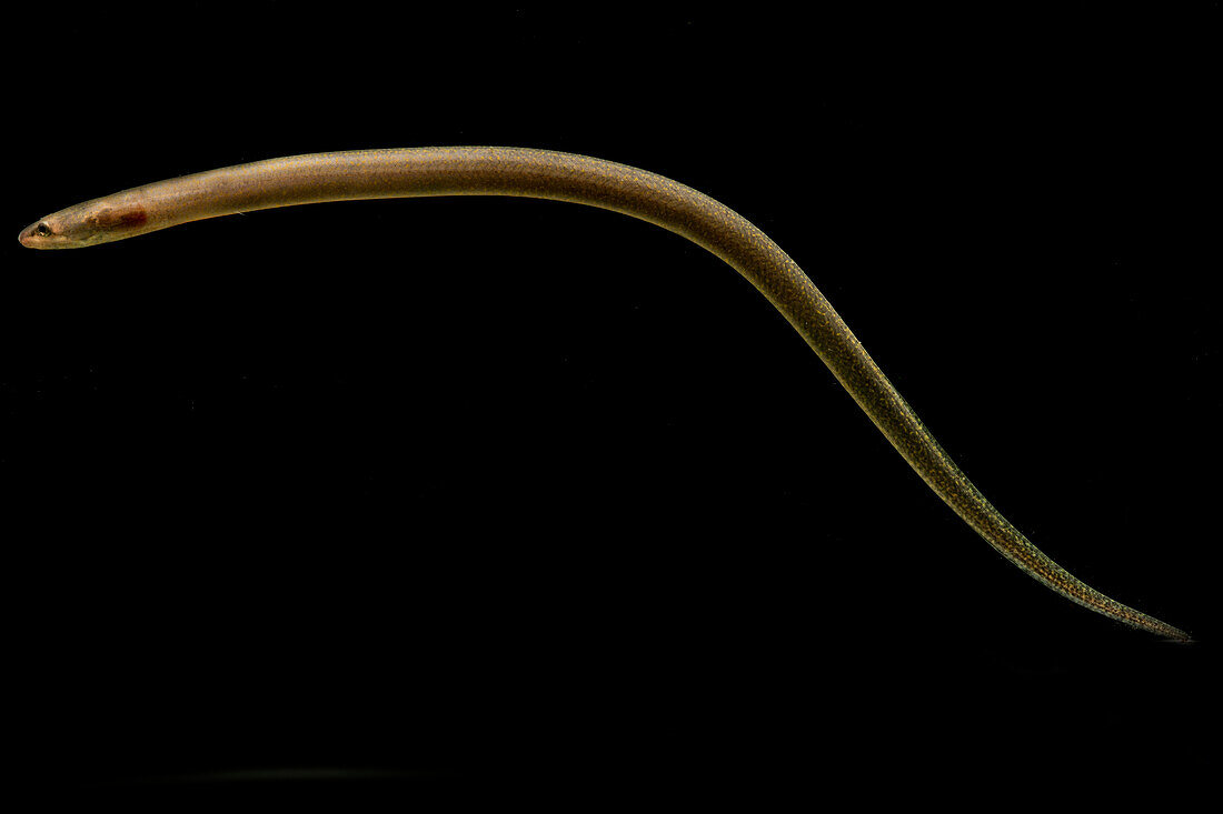 Juvenile Marbled Swamp Eel (Synbranchus marmoratus)