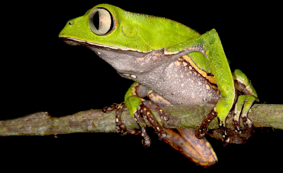 Vaillanti's Monkey Frog (Phyllomedusa vaillanti)