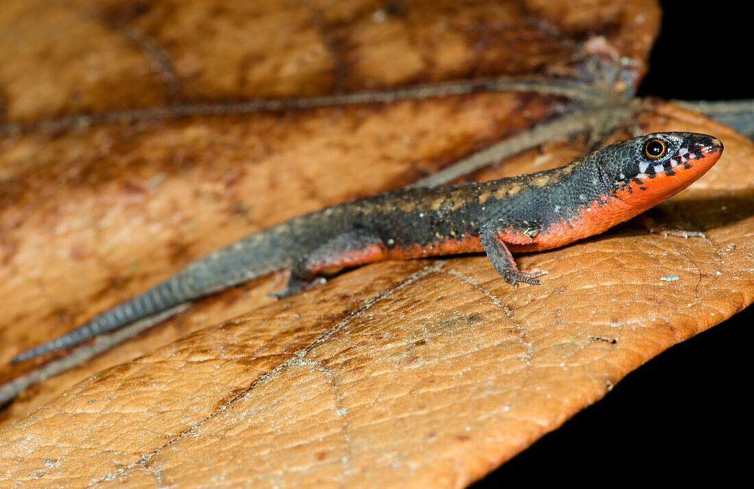 Red-bellied Root Lizard (Loxopholis parietalis)