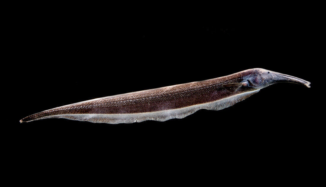 Knifefish (Sternarchorhynchus goeldii)