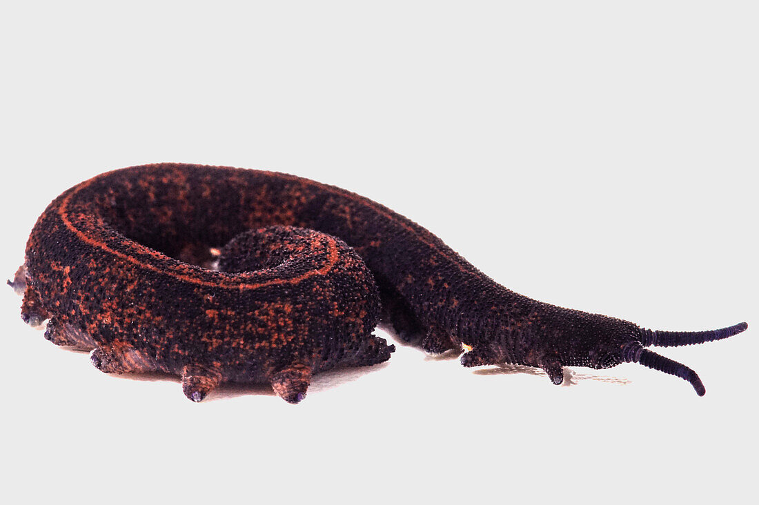 Velvet Worm (Metaperipatus cf. inae)