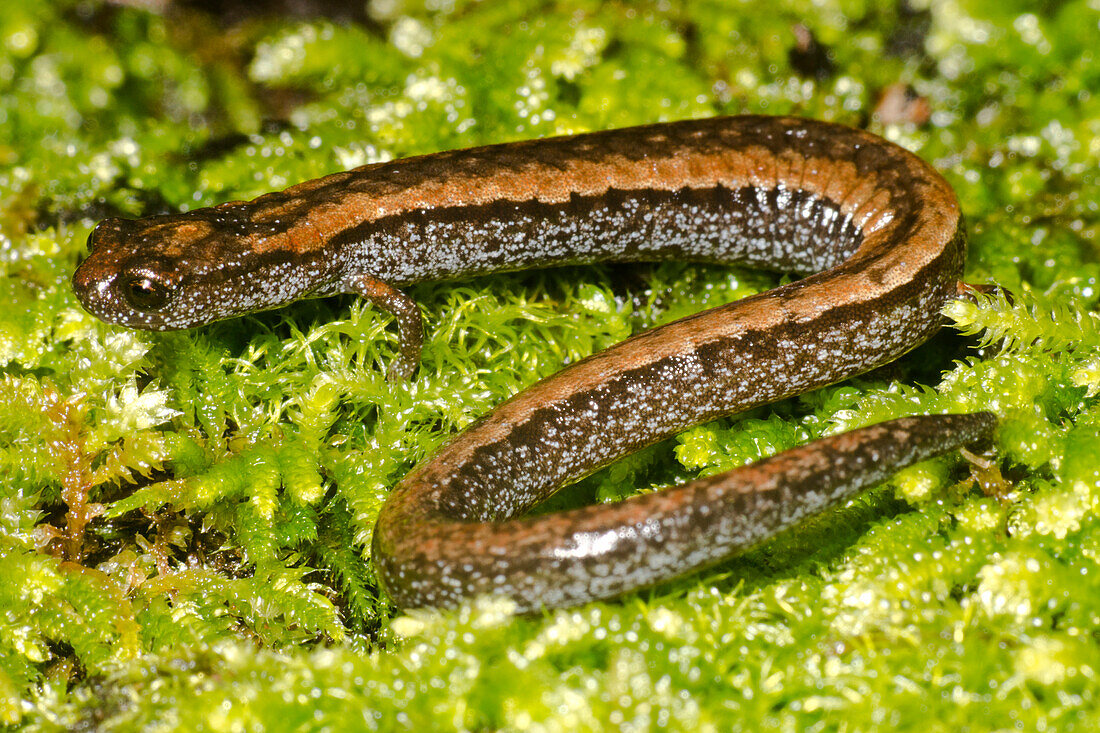 California slender salamander, Batrachoseps attenuatus