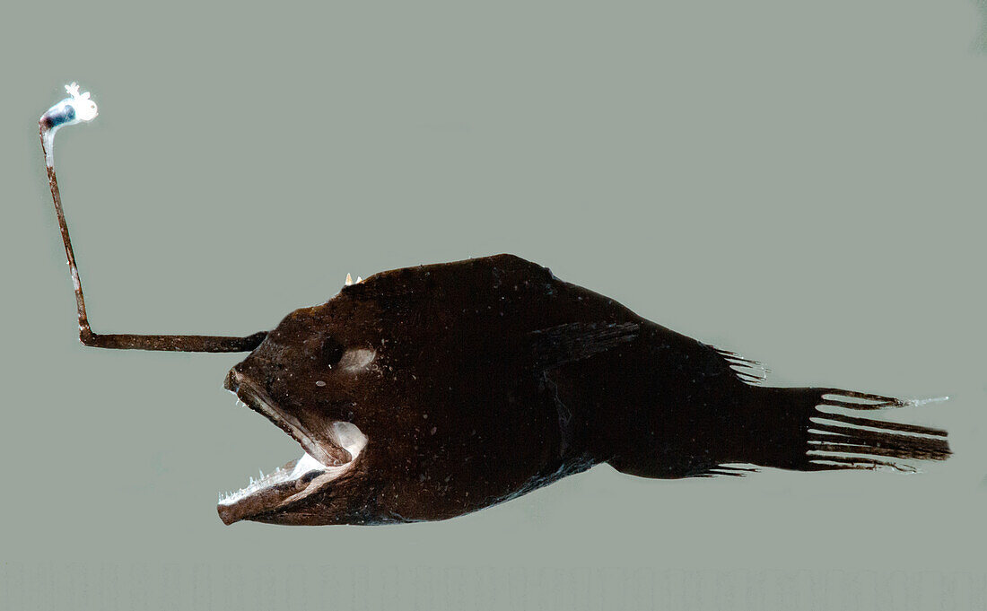 Female Anglerfish