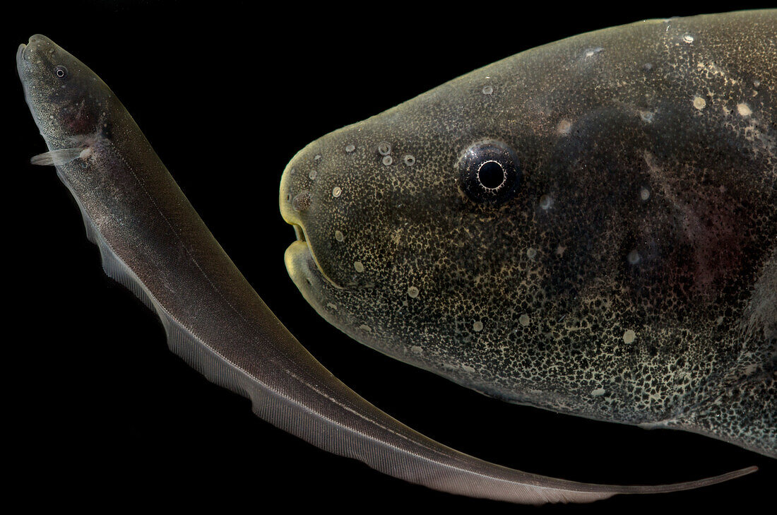 Knifefish (Sternopygus macrurus)