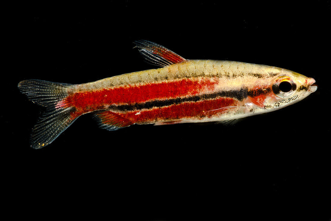 Purple Pencilfish (Nannostomus rubrocaudatus)