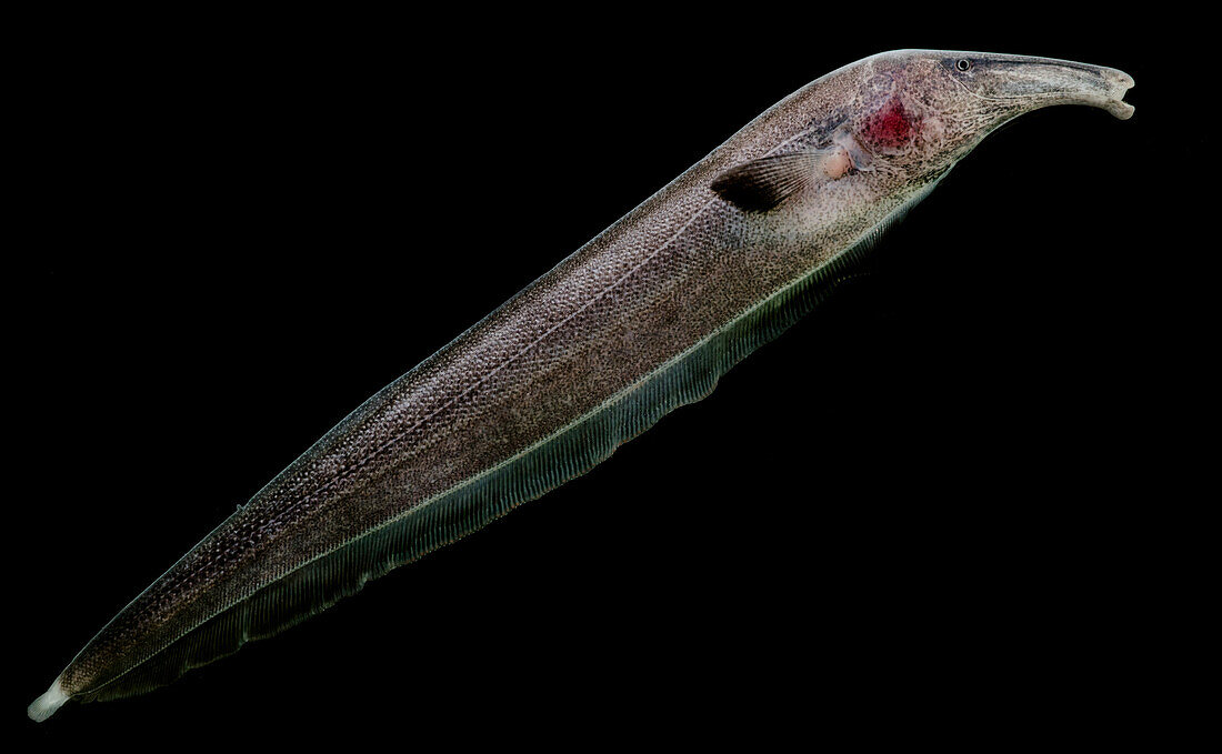 Knifefish (Sternarchorhynchus mormyrus)