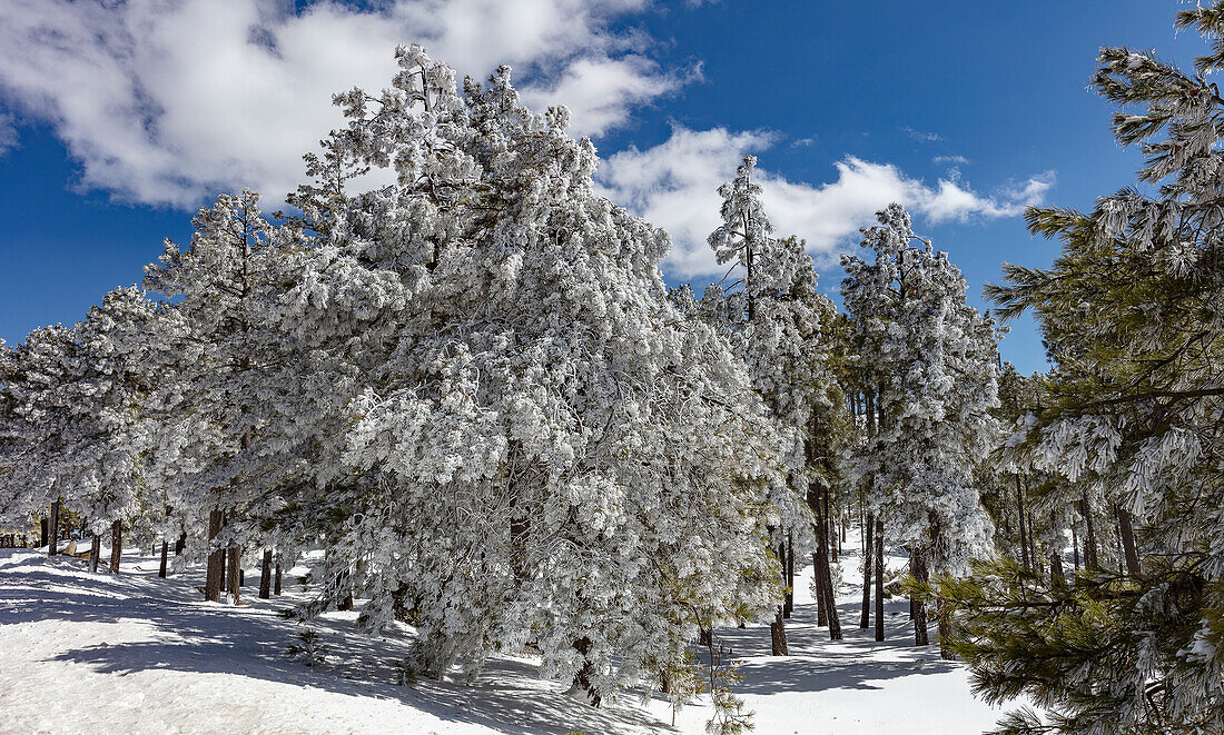 Pines in Snow, Mt. Lemmon