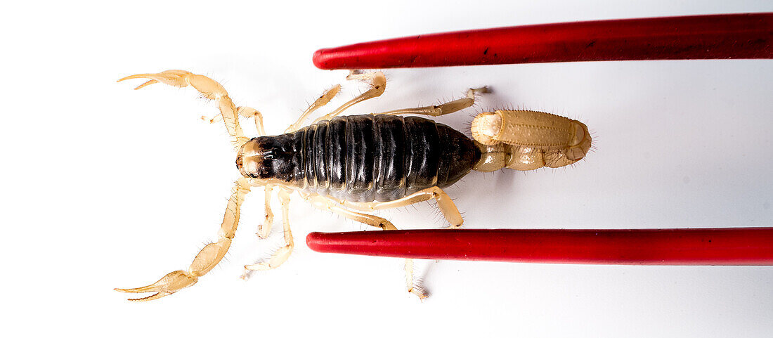 Desert Hairy Scorpion (Hadrurus arizonensis)