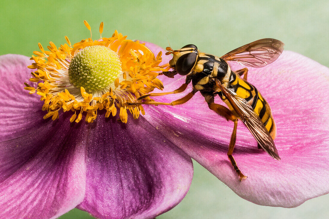 Syrphid (Hover) fly on Windflower (Anemone hupehensis)