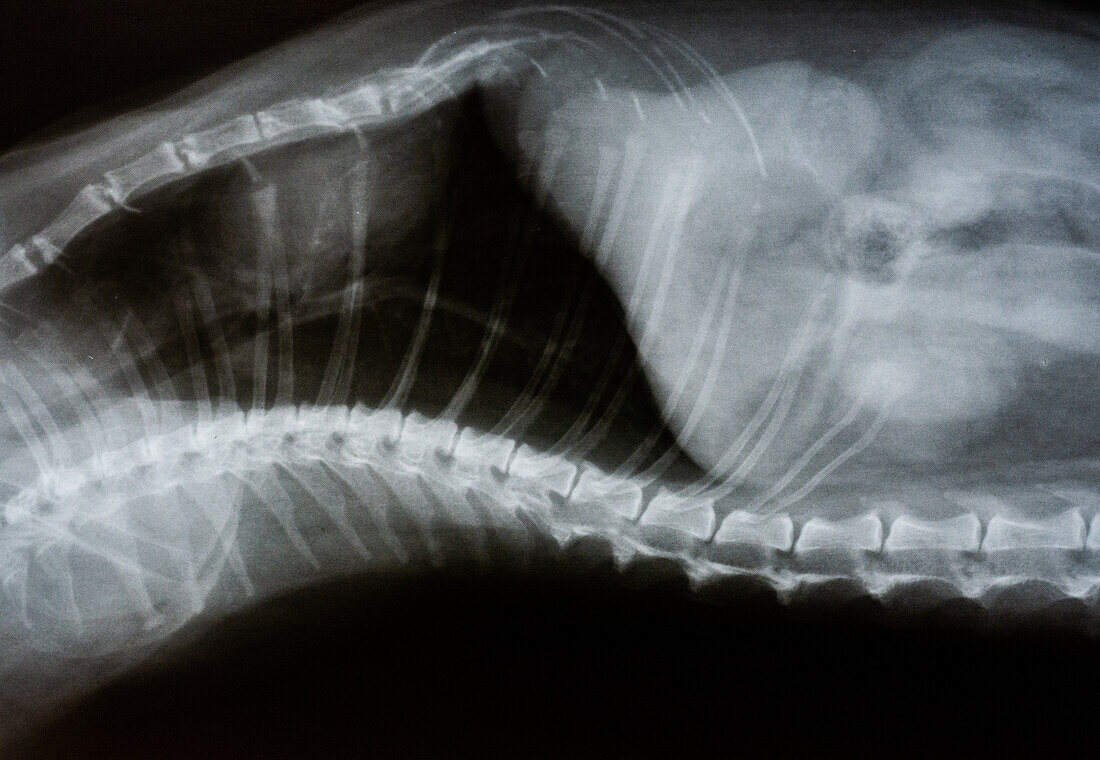 X-ray, Lateral View of Spine and Chest, Feline