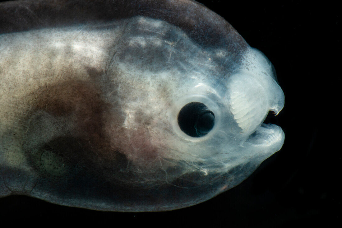 Larval Male Anglerfish