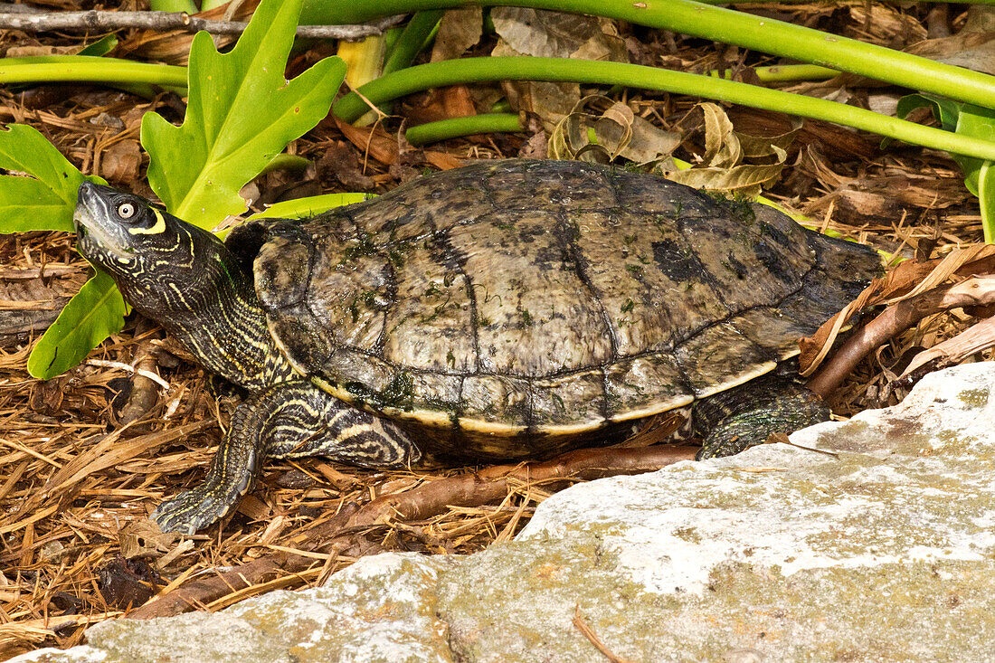 Cagle's Map Turtle (Graptemys caglei )