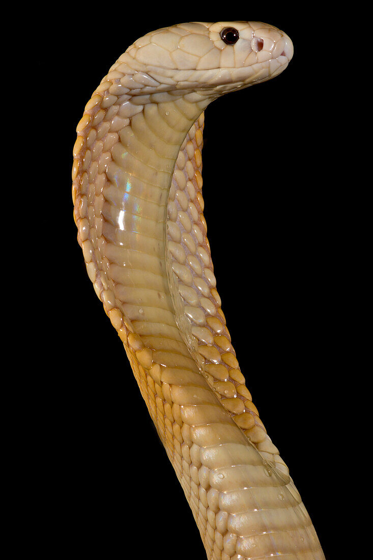 Sunset Morph Monacled Cobra (Naja kaouthia)
