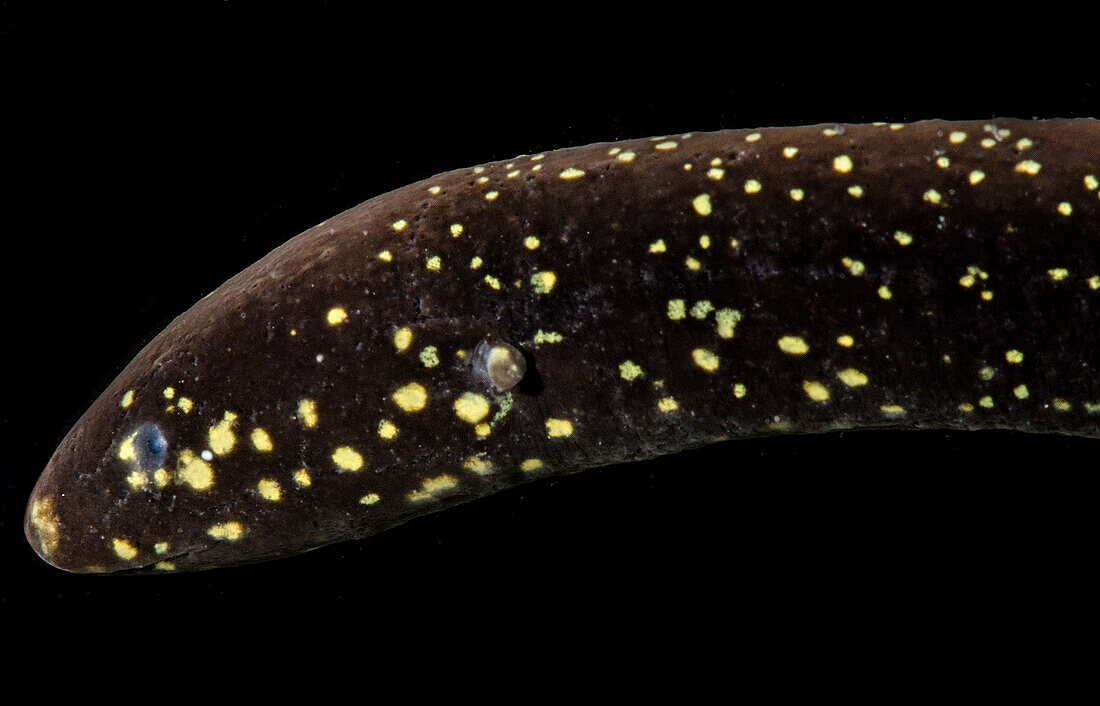 South American Lungfish (Lepidosiren paradoxa)
