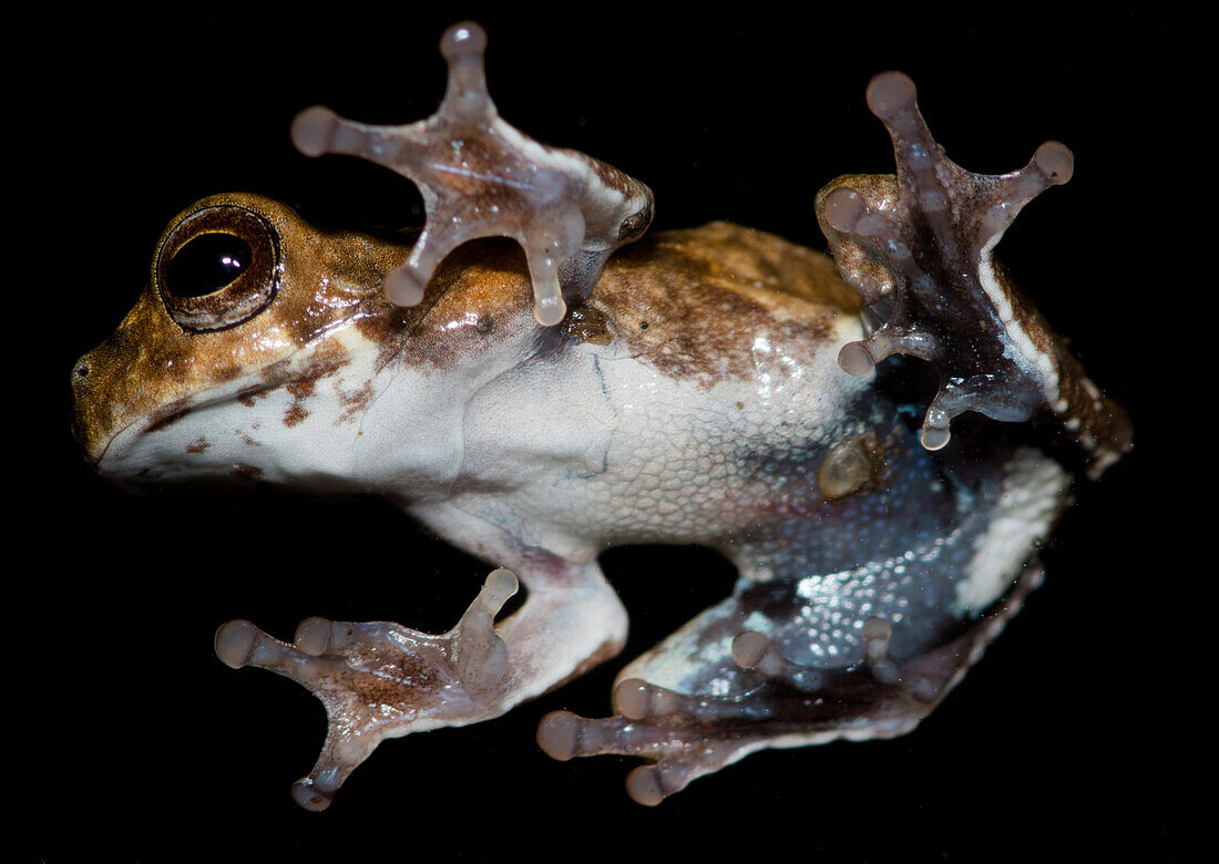 Sarayacu Treefrog (Dendropsophus parviceps)