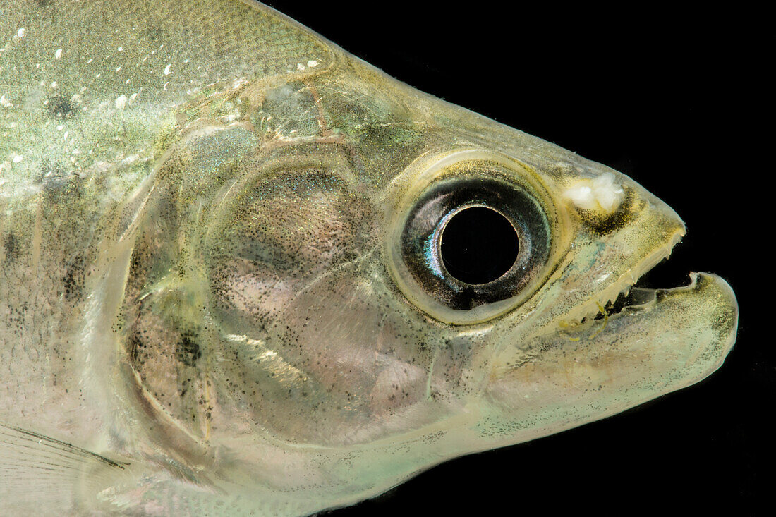 Red-eye Piranha (Serrasalmus rhombeus)