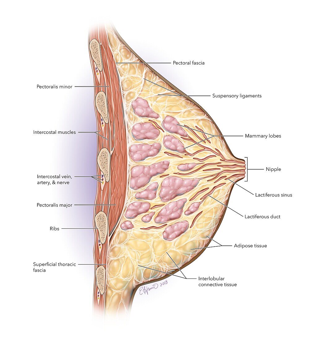 Breast, Labeled Illustration