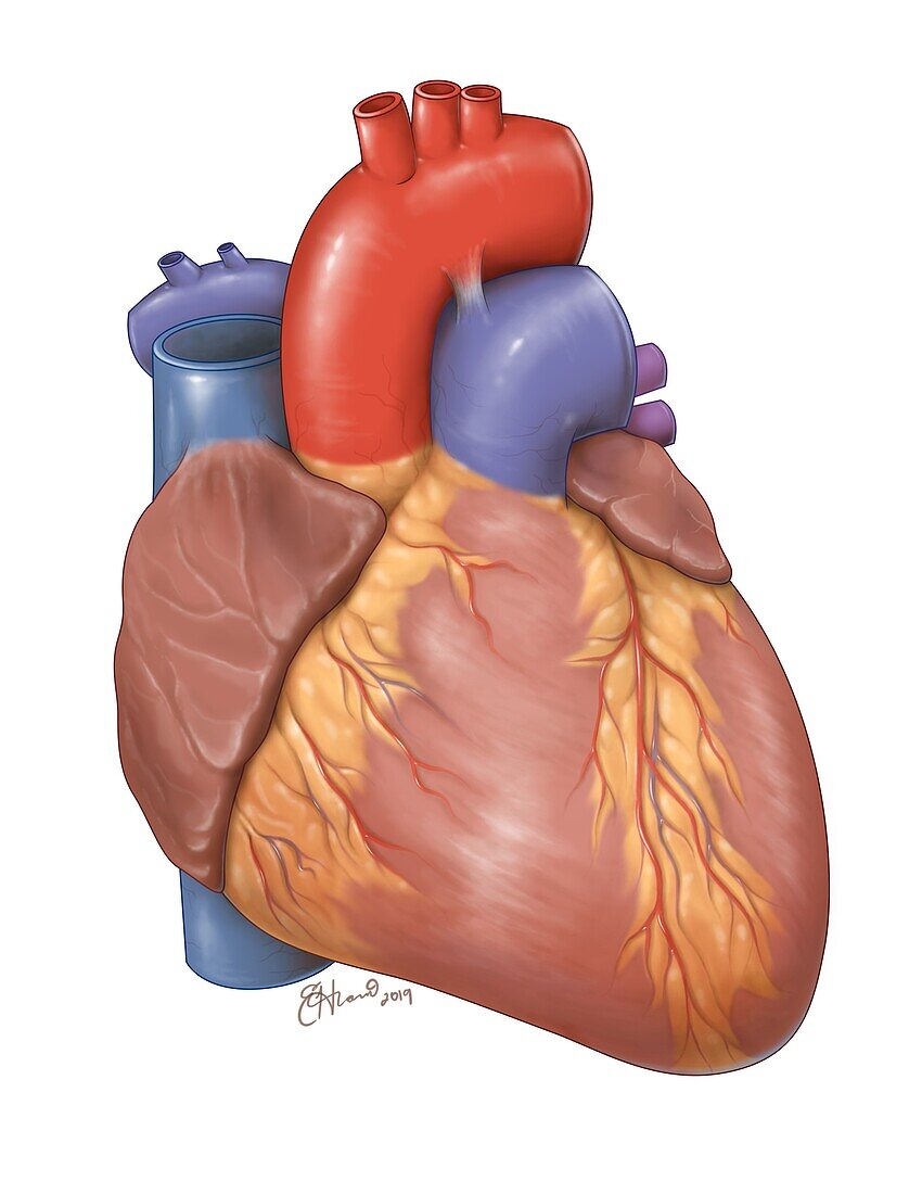 Human Heart, Illustration