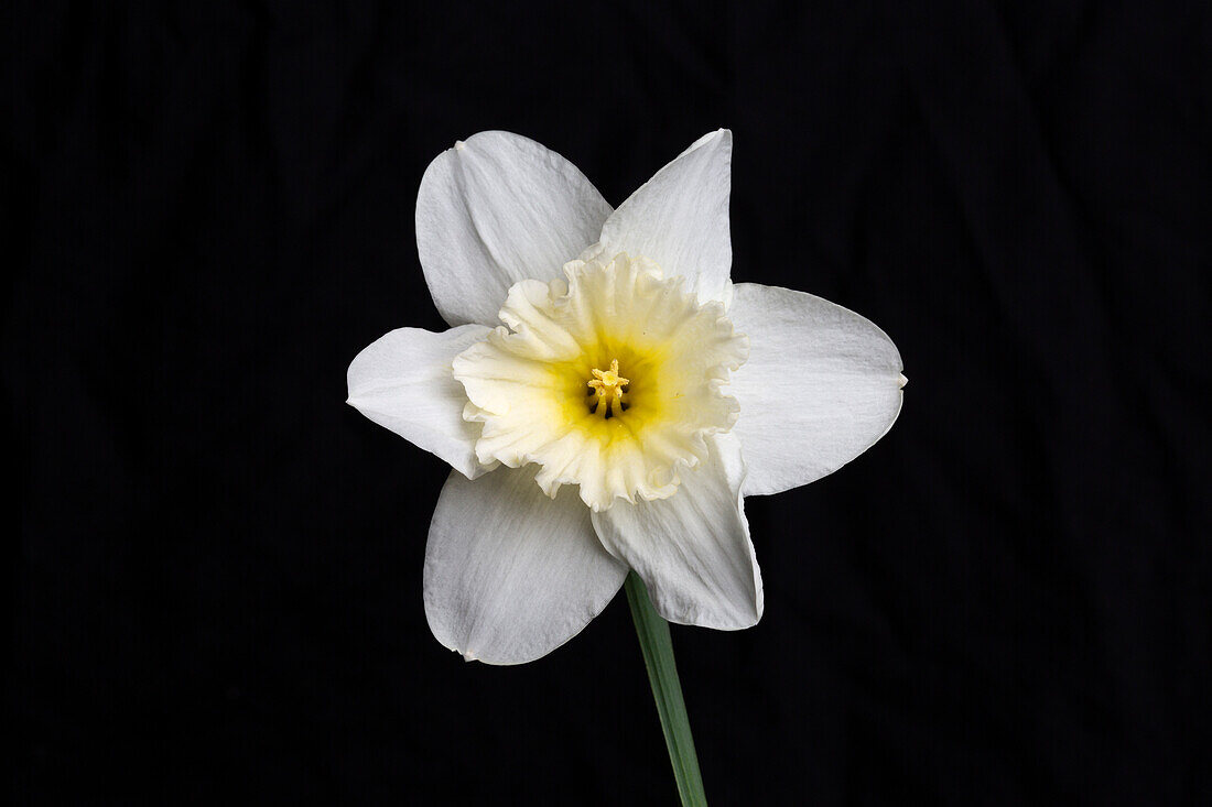Daffodil Flower in White Light