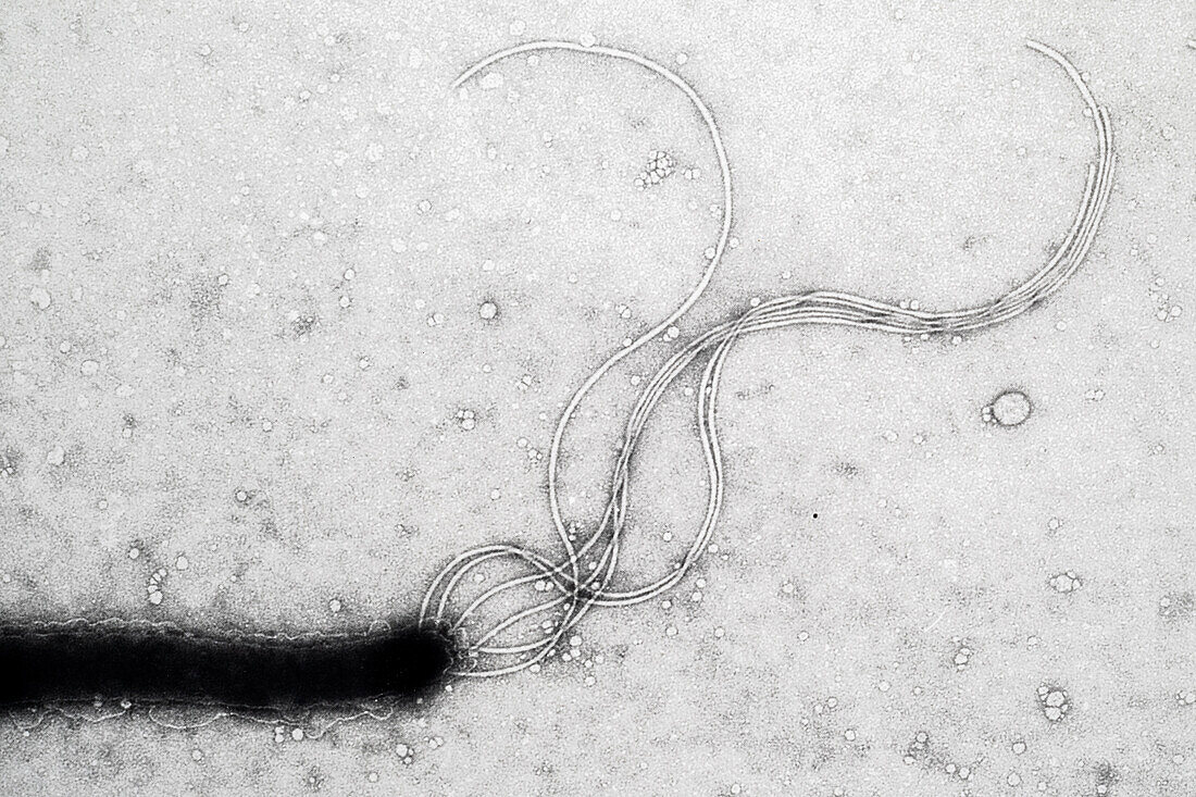 Bacterial Flagella, EM