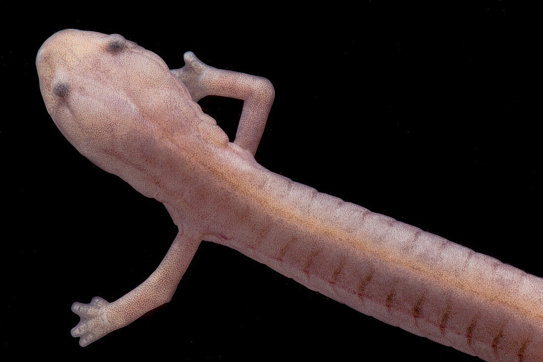 Grotto Salamander, Eurycea spelaea