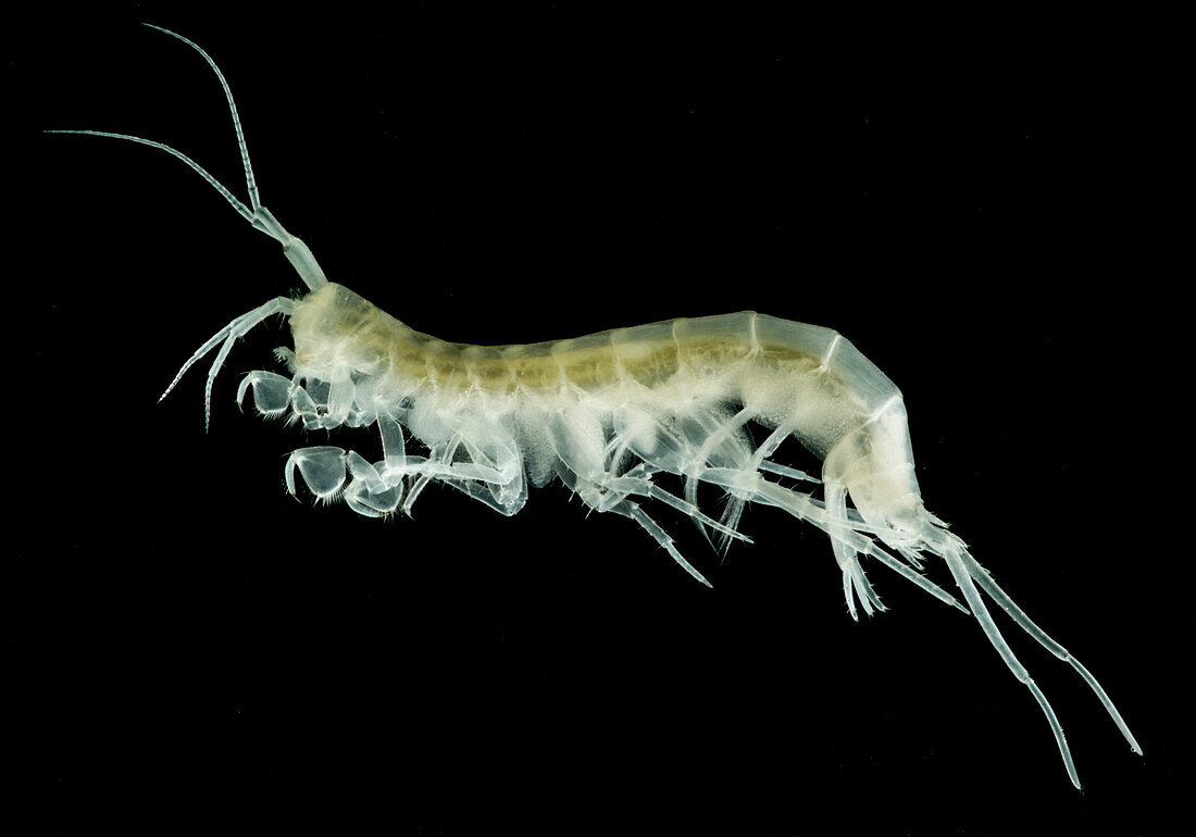 Groundwater-adapted Amphipod (Nephargus aggtelekiensis)