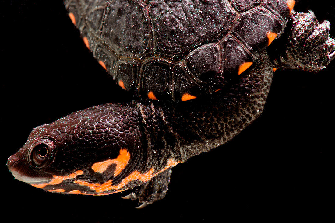 Hatchling Timor Island Snake Neck Turtle (Chelodina timorensis