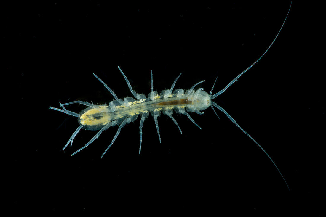 Groundwater Isopod, Caecidotea stiladactyla