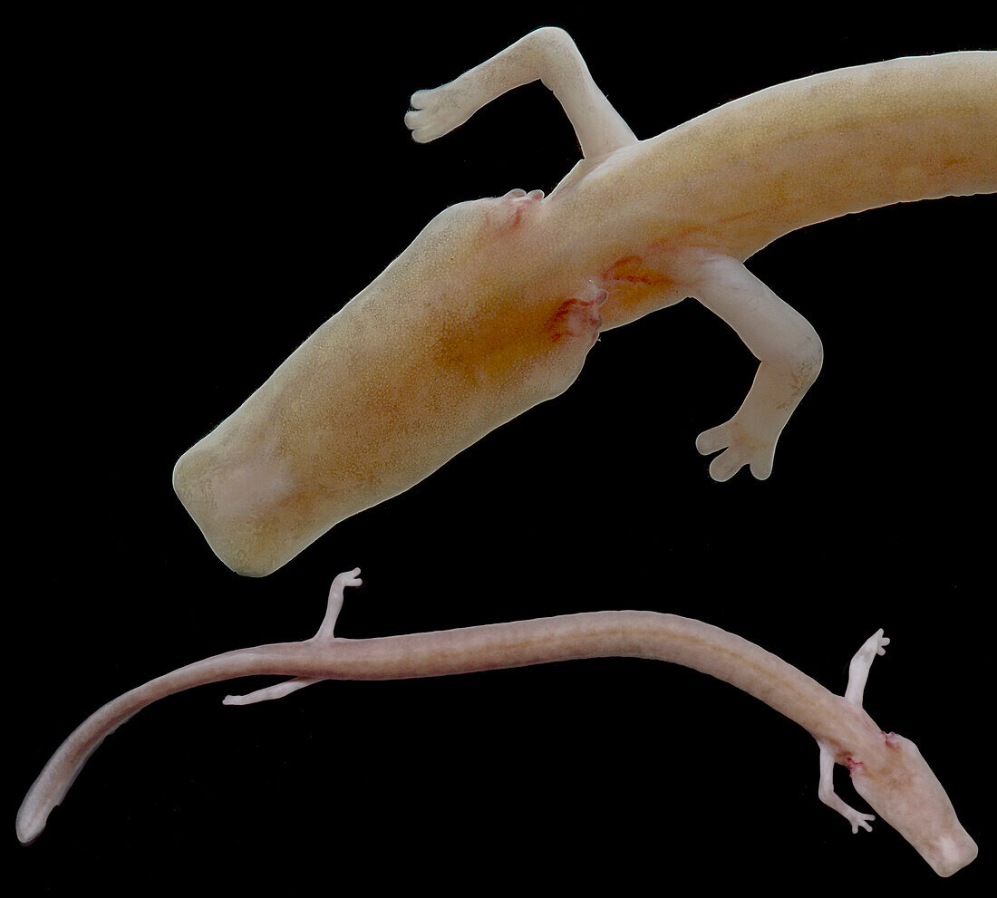 The Olm (Proteus anguinus)