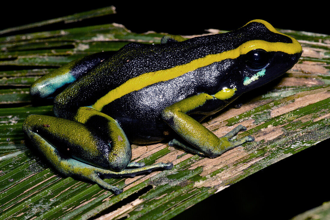 Ameerega trivitata, the Three-striped Poison Frog