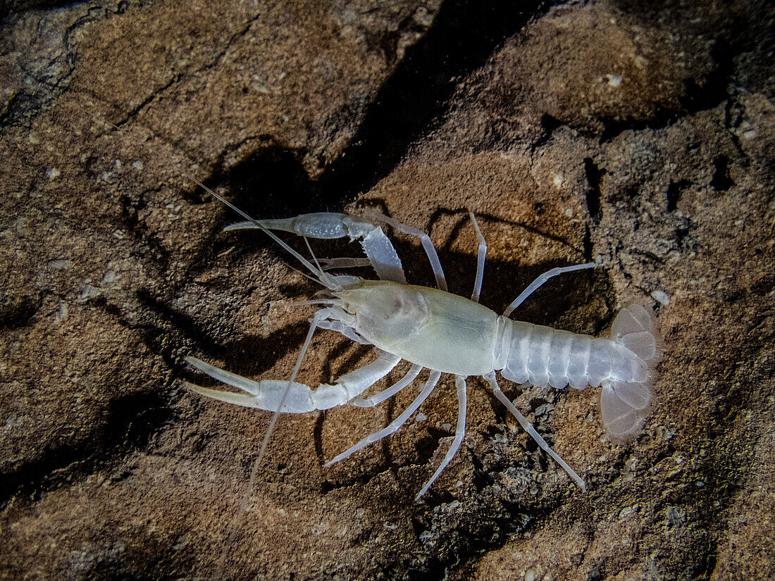 Oklahoma Cave Crayfish (Cambarus tartarus)