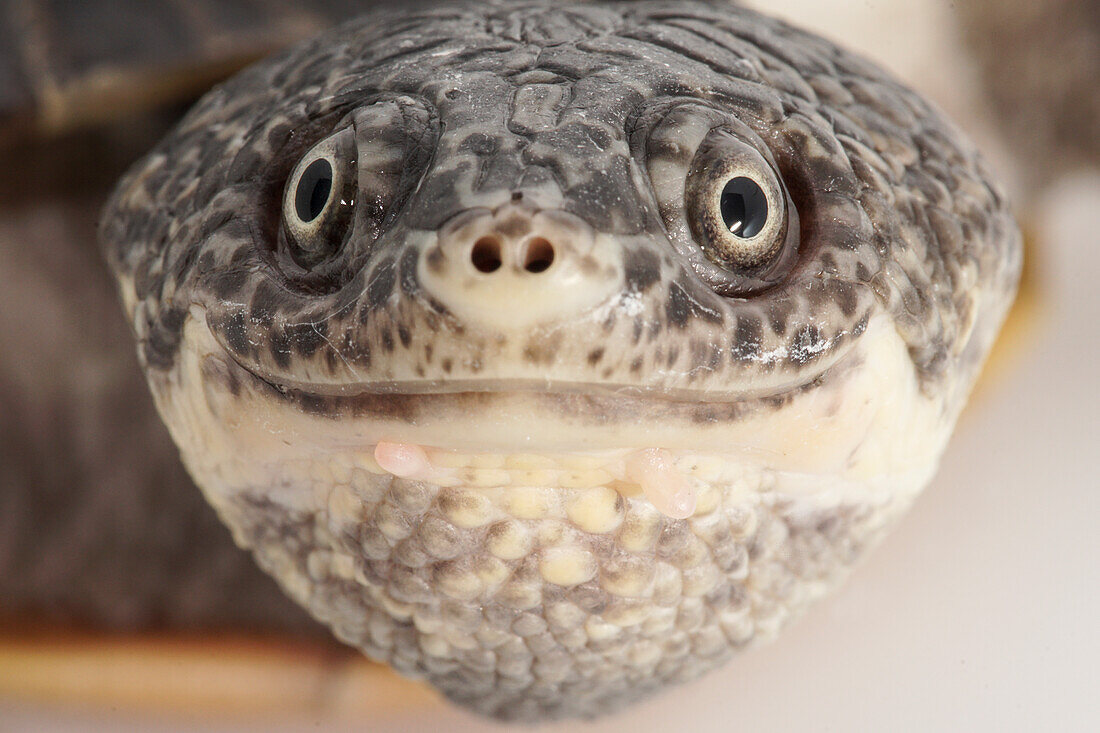 Lesser Toad-headed Turtle (Mesoclemmys gibba)