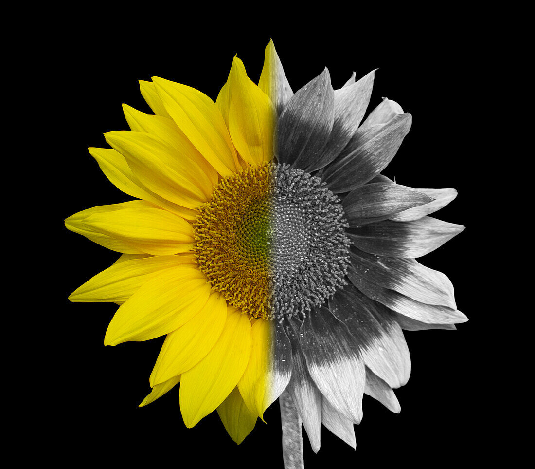 Sunflower in White light and UV Radiation