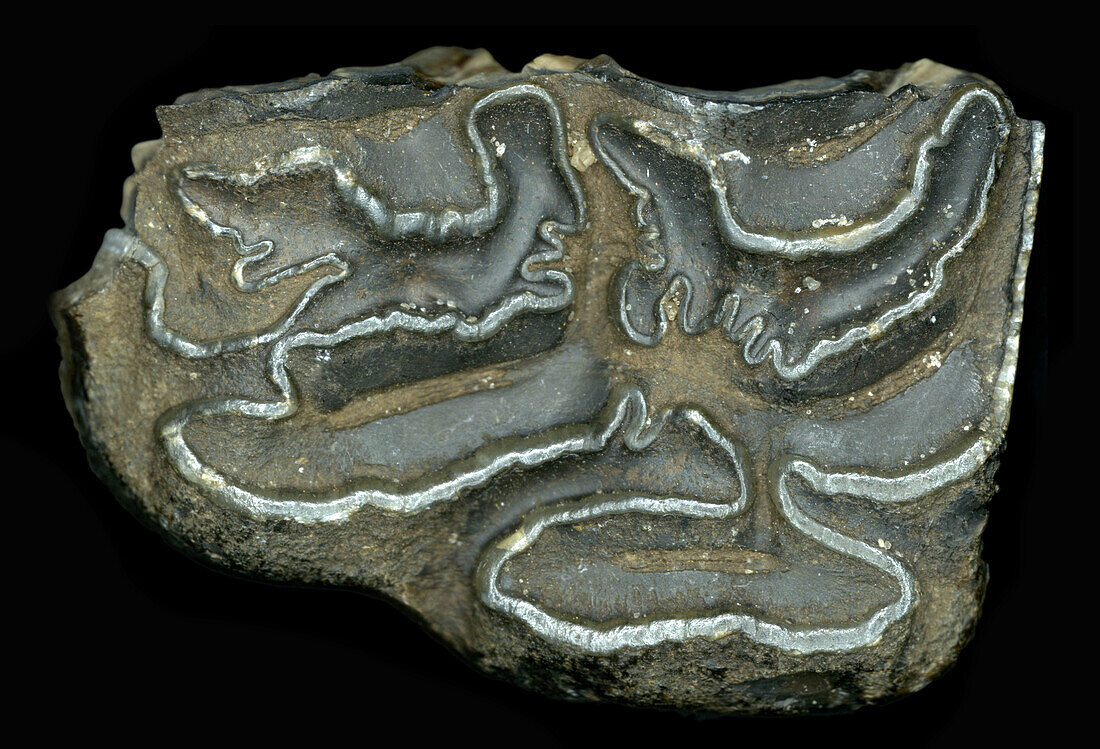 Horse Tooth Fossil (Equus complicatus)