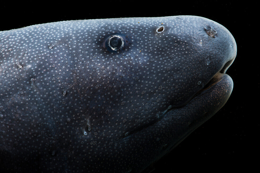 Knifefish (Apteronotus bonapartii)