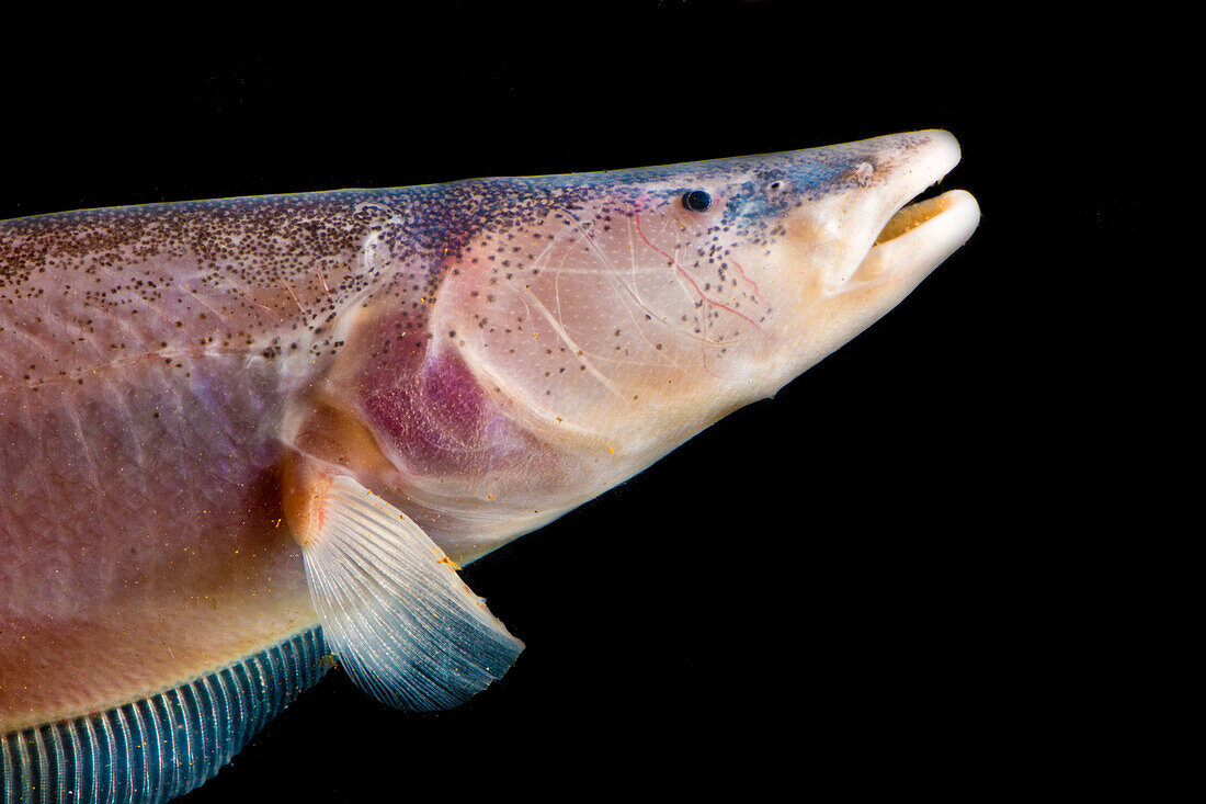 Knifefish (Sternarchella raptor)