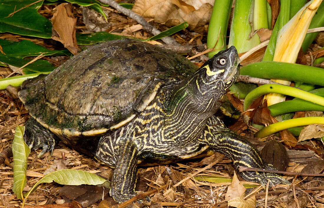 Cagle's Map Turtle (Graptemys caglei )