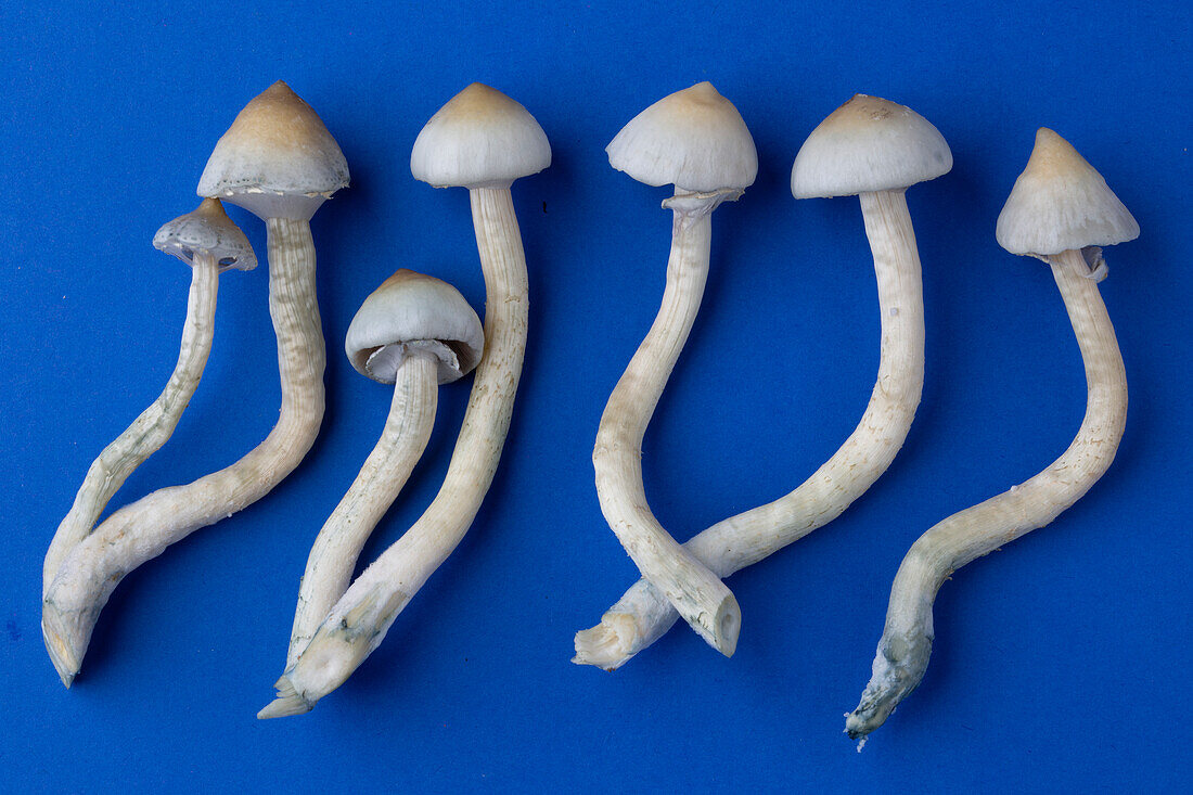 Magic Mushrooms (Psilocybe cubensis)