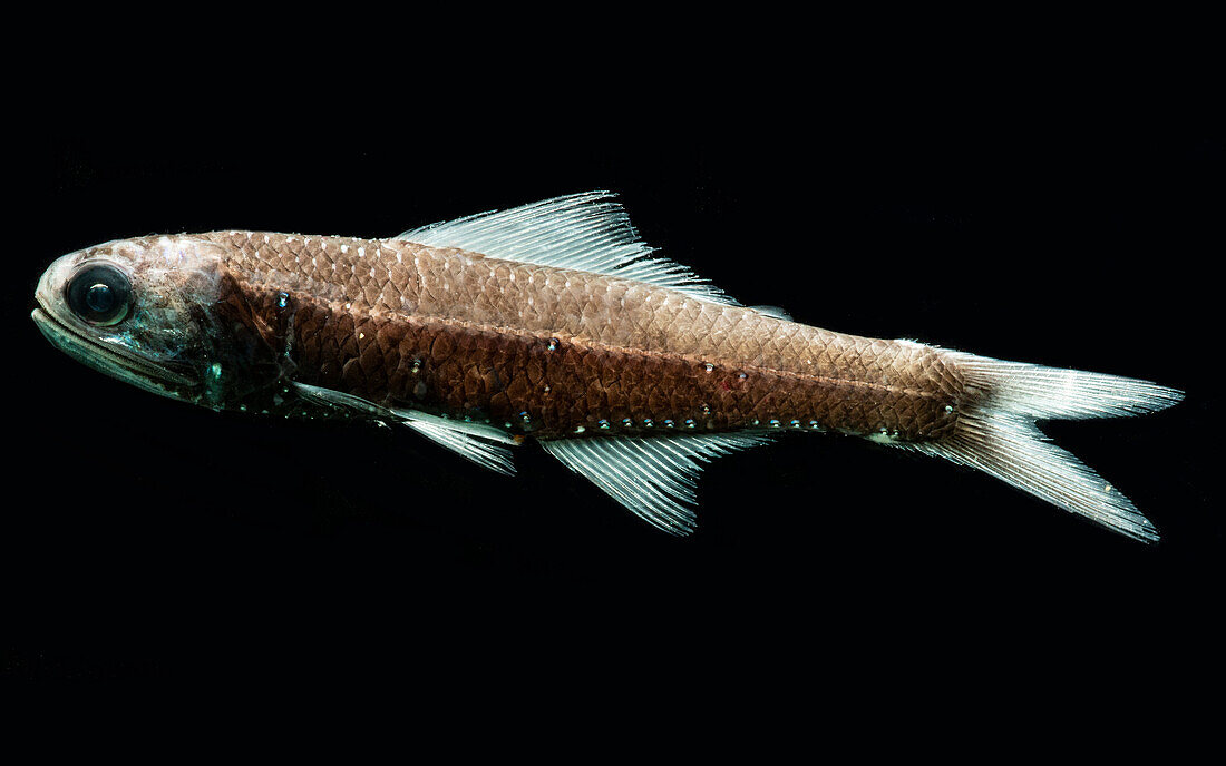 Lanternfish (Notoscopelus caudispinosus)