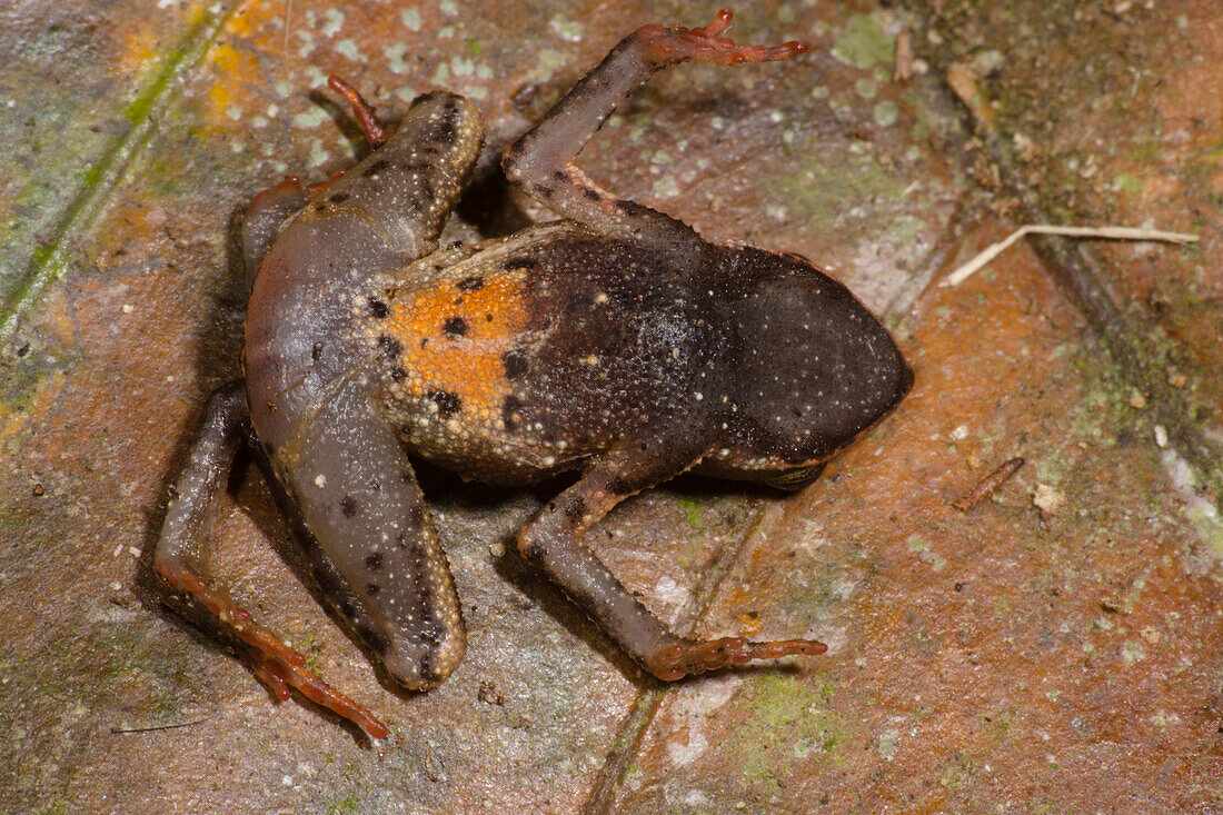 Pygmy Leaf Toad (Amazophrynella minuta)