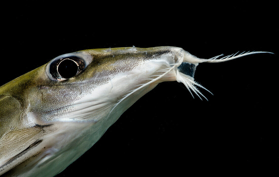 Black-top Mouse Catfish (Hassar orestis)